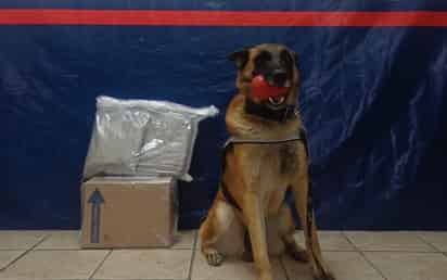 Agente canino detecta paquete con droga en empresa de mensajería de Torreón