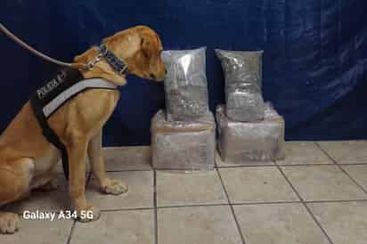 Unidad K-9 localiza bolsas con narcótico de un valor estimado en el mercado de 90 mil pesos