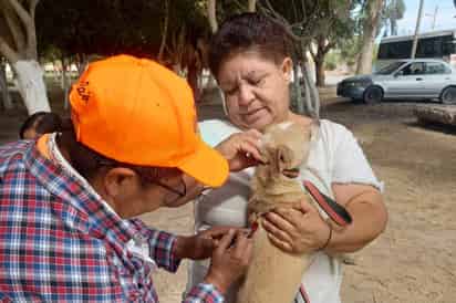 Realizan campaña de vacunación antirrábica y de ectodesparasitación en San Pedro