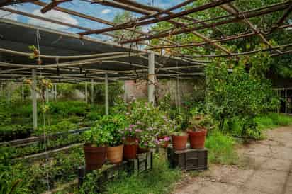Reciben 3 mil nuevos árboles en Vivero Municipal de Torreón y aseguran estar en contra de tala injustificada
