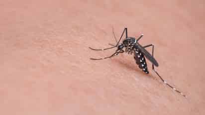 Suman seis casos positivos de dengue en Torreón y Gómez Palacio