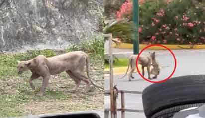 Puma en Monterrey (CAPTURA)