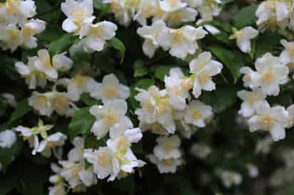 Además de su belleza, la flor de azahar es conocida por sus efectos relajantes y su uso tradicional en infusiones.