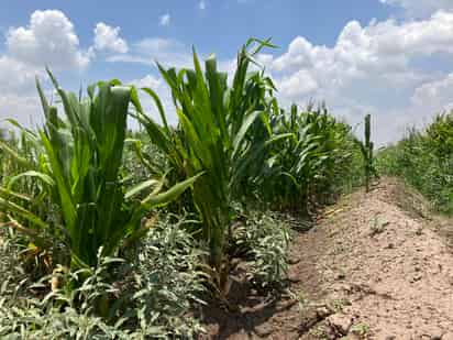 Este año estiman pérdidas por más de mil mdp en producción de forraje en la Laguna