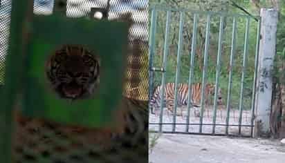 Tigre en Salinas, Nuevo León (CAPTURA)