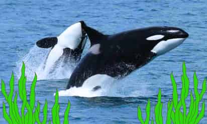 ¿Sabías que las orcas fabrican ‘herramientas’ con algas para rascarse unas a otras?