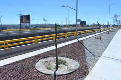 Diecisiete encinos siempre verde que fueron plantados en la obra del Giro Independencia, se secaron y deberán ser sustituidos. (EL SIGLO DE TORREÓN)