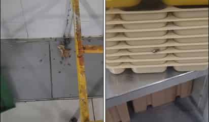 Denuncian plaga de cucarachas en comedor de clínica 71 del IMSS; ordenan verificación