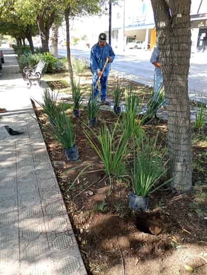 Embellecen la calzada Colón con labores de limpieza y reforestación
