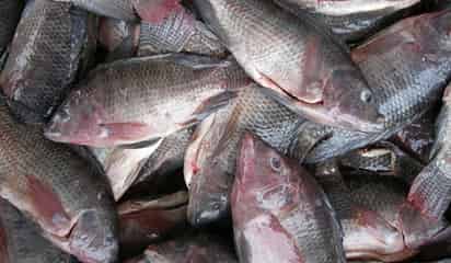 Anuncia Sader periodos de veda y aprovechamiento de especies marinas que inician en julio 2025