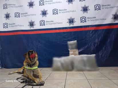 Unidad K9 asegura droga oculta en paquetes de mensajería en la zona centro de Torreón