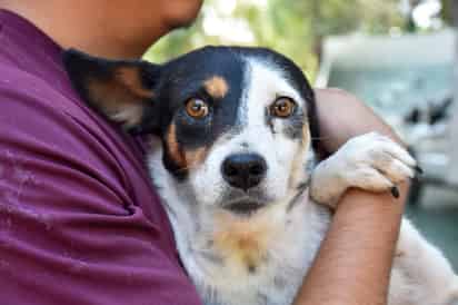 ¿A qué teléfono reportar el maltrato animal en Torreón?
