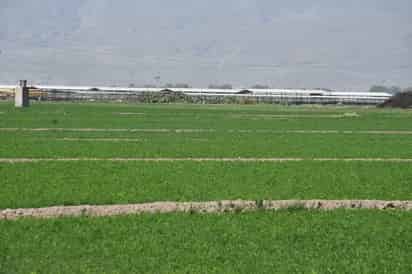 Abril con cifras históricas: sector primario registra avance de 3.2 por ciento