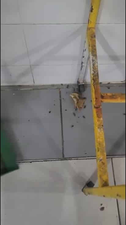 El jueves 26 de junio circuló un video en redes de una plaga de cucarachas en el comedor del Hospital de Especialidades. (CORTESÍA)