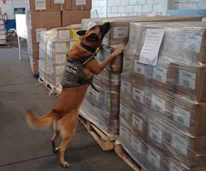 En 6 meses, binomios caninos de la DSPM de Torreón han detectado poco más de 21 kilos de drogas