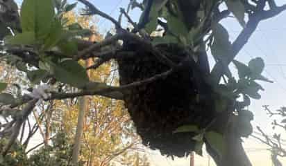 Ecología Municipal de Gómez Palacio a reportar enjambres de abejas para su rescate y reubicación segura