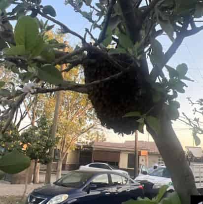 El objetivo es realizar su rescate y reubicación de forma segura.
