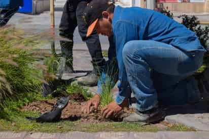 ¿Quieres un Torreón más verde? Este jueves puedes ayudar a plantar árboles