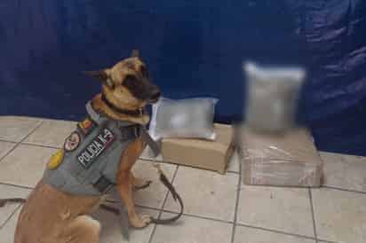 La agente canina “Olivia” localiza droga con valor en el mercado de 32 mil pesos