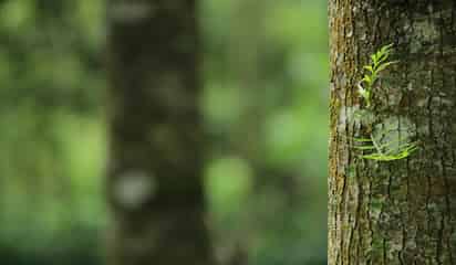 Dia del árbol: Top 3 plantas que no requieren de muchos cuidados