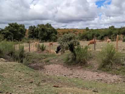 Reclaman nuevo cierre de frontera con Estados Unidos a ganado mexicano