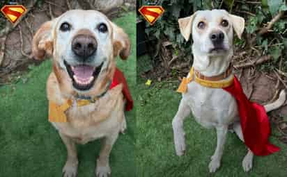 Krypto de Superman fomenta la adopción de perritos y gatos en desgracia