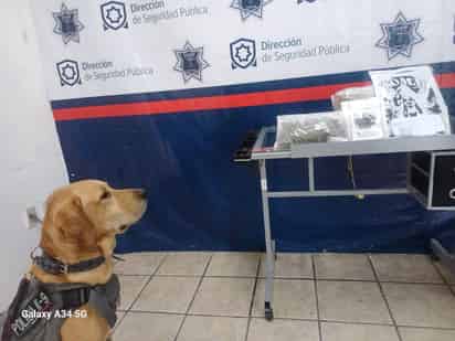 Asegura unidad canina bolsas con marihuana en negocio de paquetería de Torreón