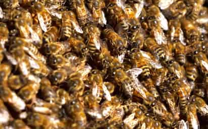 Van por estrategia para proteger polinizadores y ecosistemas clave
