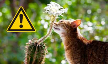 ¡Cuidado! Estas flores son tóxicas para tu michi