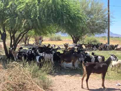 Caprinocultores de ejidos alejados de San Pedro los más beneficiados por las lluvias