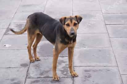 Alistan jornada especial de adopciones caninas