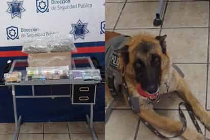 Elemento del K-9 asegura bolsas con droga en paquetería de Torreón