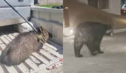 Esto debes hacer si se te aparece un jabalí u otros animales salvajes en La Laguna