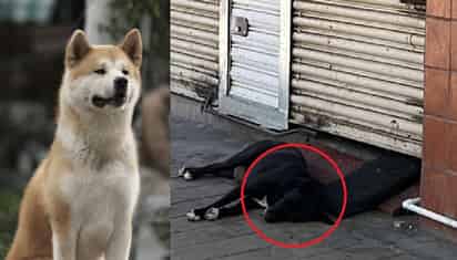 Hachiko de Culiacán (ESPECIAL)