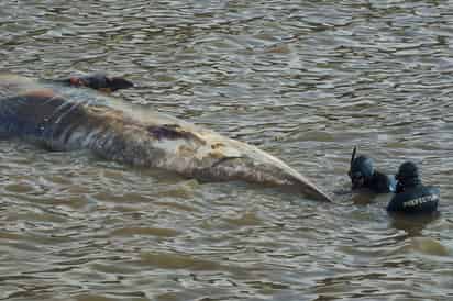 Tercera ballena aparece muerta en aguas fluviales de Argentina en el lapso de dos semanas