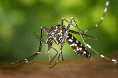 Coahuila acumula 17 casos confirmados de dengue
