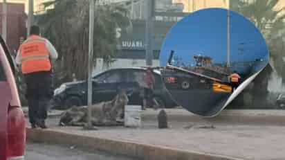 Burrito colapsa por abuso en Torreón y desata llamado a prohibir carromatos