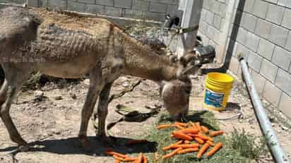 Torreón busca reemplazo de carromatos por vehículos motorizados; burrito rescatado se recupera