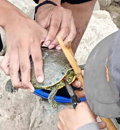 Rescatan a tortuga atrapada en anzuelo en el Cañón de Fernández