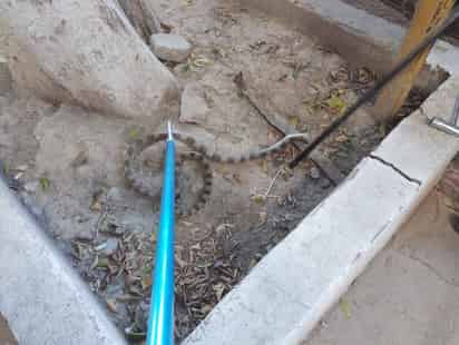 Capturan víbora en vehículo estacionado en la Zona Industrial de Torreón
