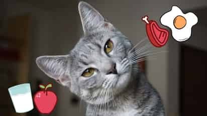 ¿Puede mi gato comer estos alimentos? Esto debes de saber