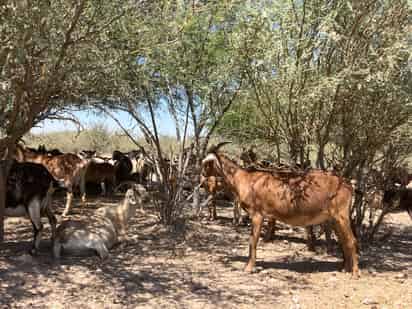 Inicia registro para apoyo con alimento a ganaderos de traspatio de San Pedro