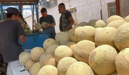 Contrario a lo que esperaban les fue mal este año a productores de melón en San Pedro
