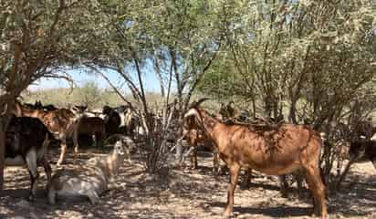Instalan trampas en el campo para detectar gusano barrenador del ganado