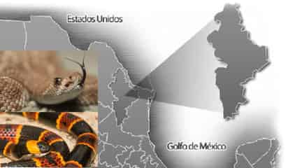 Tipos de serpientes que se pueden encontrar en Nuevo León ¿Cuáles son venenosas?