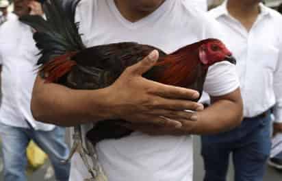 Peleas de gallos (ESPECIAL)