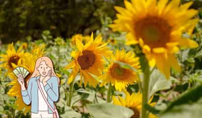 ¿Cuál es el mejor lugar de México para pasear entre los campos de girasoles y cuánto cuesta ir?