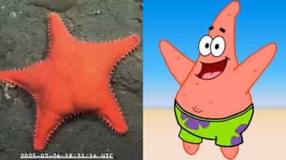 ¿Patricio Estrella? Hallan estrella de mar que causa sensación en redes