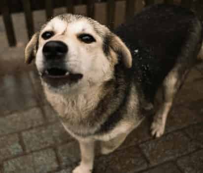 ¿Tu perro le ladra solo a algunas personas? Descubre que hay detrás de este comportamiento. [Pexels]