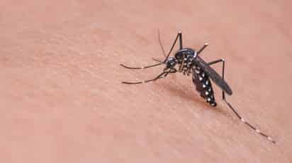 Disminuyen 94% casos de dengue en Coahuila respecto al año pasado